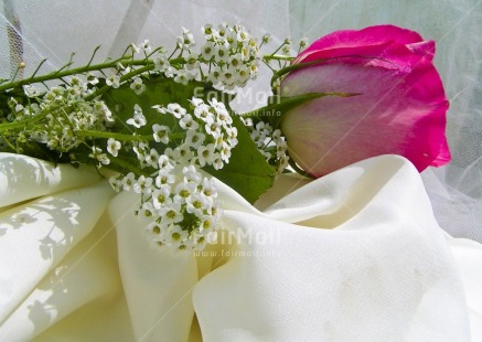 Fair Trade Photo Closeup, Colour image, Flower, Horizontal, Indoor, Love, Marriage, Peru, Pink, Rose, South America, Studio, Valentines day, White