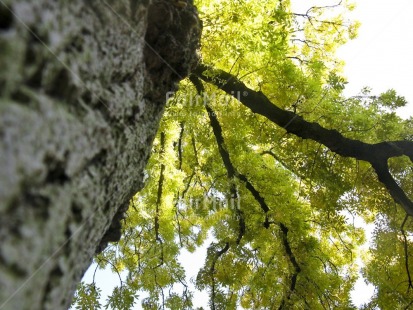 Fair Trade Photo Colour image, Condolence-Sympathy, Growth, Horizontal, Low angle view, Nature, Perspective, Peru, South America, Spirituality, Strength, Sustainability, Tree, Values, Wellness