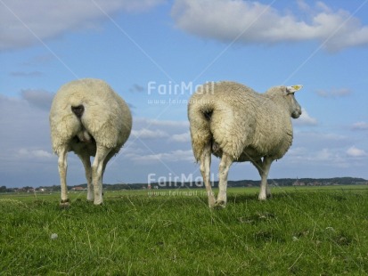 Fair Trade Photo Agriculture, Animals, Colour image, Friendship, Grass, Horizontal, Nature, Netherlands, Peru, Scenic, Seasons, Sheep, Sky, South America, Summer, Together