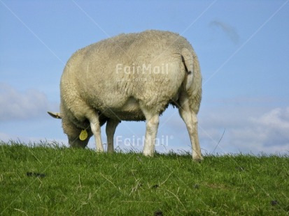 Fair Trade Photo Agriculture, Animals, Colour image, Grass, Horizontal, Nature, Netherlands, Peru, Scenic, Seasons, Sheep, Sky, South America, Summer