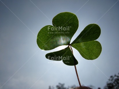 Fair Trade Photo Blue, Clover, Condolence-Sympathy, Day, Good luck, Green, Heart, Horizontal, Leaf, Light, Love, Outdoor, Peru, Sky, South America, Spirituality, Summer, Thinking of you, Trefoil