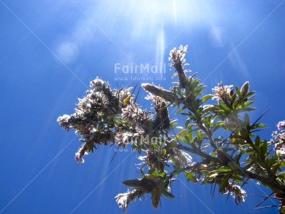 Fair Trade Photo Colour image, Condolence-Sympathy, Day, Flower, Freedom, Growth, Horizontal, Light, Low angle view, Nature, Outdoor, Peru, Reflection, Seasons, Sky, South America, Spirituality, Summer, Sun, Tree, Wellness