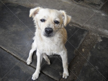 Fair Trade Photo Activity, Animals, Colour image, Cute, Dog, High angle view, Horizontal, Looking at camera, Peru, South America