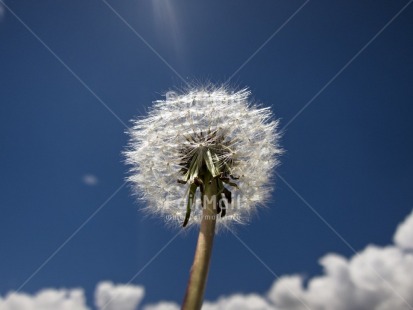 Fair Trade Photo Blue, Colour image, Condolence-Sympathy, Flower, Focus on foreground, Good luck, Horizontal, Low angle view, Nature, Outdoor, Peru, Seasons, Sky, South America, Summer, Thinking of you, White