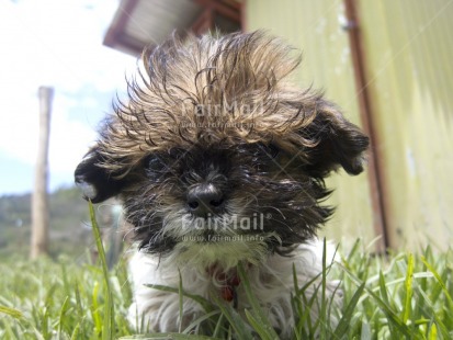 Fair Trade Photo Animals, Colour image, Cute, Day, Dog, Funny, Grass, Horizontal, Low angle view, Nature, Outdoor, Peru, South America