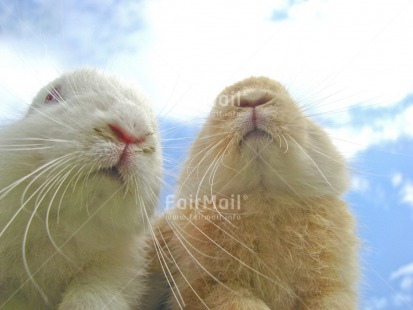 Fair Trade Photo Animals, Colour image, Cute, Easter, Friendship, Horizontal, Low angle view, Nature, Outdoor, Peru, Rabbit, South America, Together