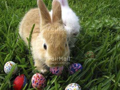 Fair Trade Photo Animals, Colour image, Easter, Egg, Grass, Horizontal, Nature, Outdoor, Peru, Rabbit, Seasons, South America, Spring