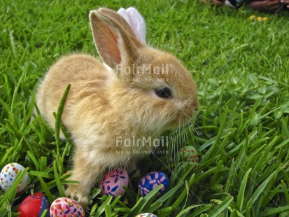 Fair Trade Photo Animals, Colour image, Easter, Egg, Grass, Horizontal, Multi-coloured, Nature, Outdoor, Peru, Rabbit, Seasons, South America, Spring