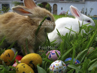 Fair Trade Photo Animals, Colour image, Easter, Egg, Horizontal, Multi-coloured, Nature, Outdoor, Peru, Rabbit, Seasons, South America, Spring