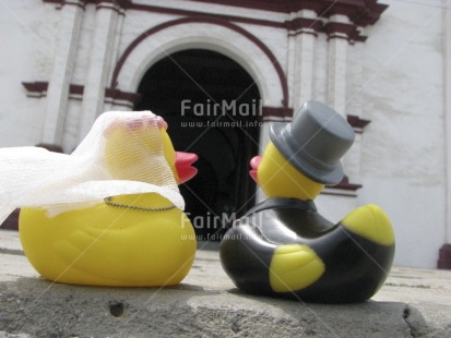 Fair Trade Photo Animals, Church, Colour image, Duck, Horizontal, Love, Marriage, Outdoor, Peru, South America, Tabletop