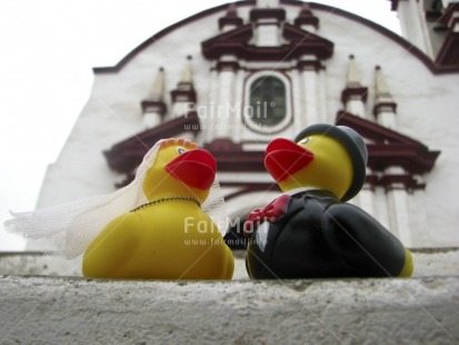 Fair Trade Photo Animals, Church, Colour image, Duck, Focus on foreground, Horizontal, Love, Marriage, Outdoor, Peru, South America, Tabletop