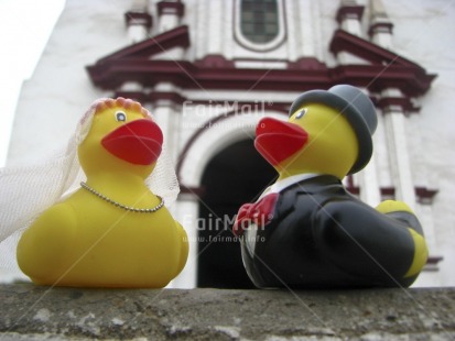 Fair Trade Photo Animals, Church, Colour image, Duck, Focus on foreground, Horizontal, Love, Marriage, Outdoor, Peru, South America, Tabletop