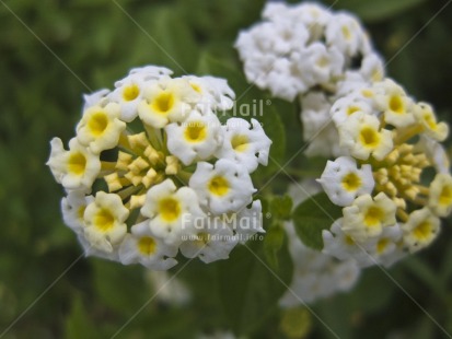 Fair Trade Photo Closeup, Colour image, Flower, Horizontal, Nature, Outdoor, Peru, South America, White, Yellow