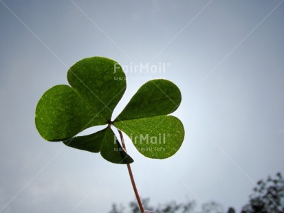 Fair Trade Photo Blue, Clover, Condolence-Sympathy, Day, Good luck, Green, Heart, Horizontal, Leaf, Light, Love, Outdoor, Peru, Sky, South America, Spirituality, Summer, Thinking of you, Trefoil