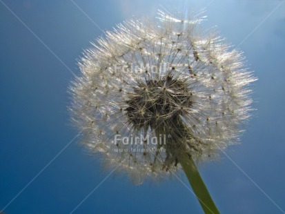 Fair Trade Photo Blue, Condolence-Sympathy, Flower, Good luck, Horizontal, Peru, Sky, South America, Thinking of you, White