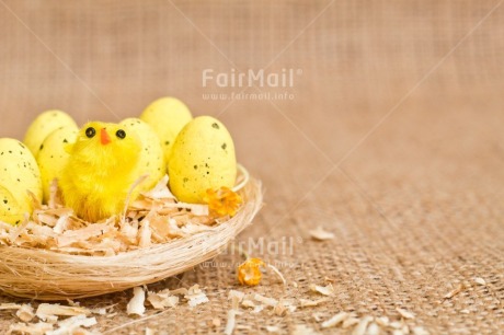 Fair Trade Photo Adjective, Animals, Chick, Colour, Easter, Egg, Food and alimentation, Horizontal, Nest, New baby, Object, Yellow