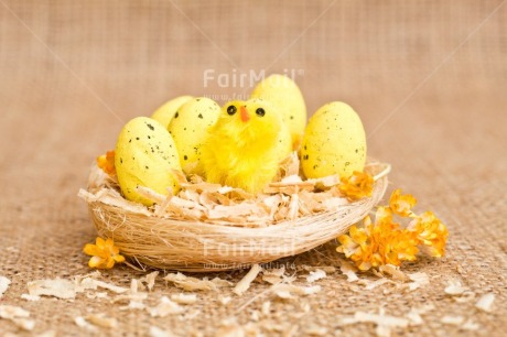 Fair Trade Photo Adjective, Animals, Chick, Colour, Easter, Egg, Food and alimentation, Horizontal, Nest, New baby, Object, Yellow