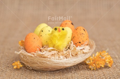 Fair Trade Photo Adjective, Animals, Chick, Colour, Easter, Egg, Food and alimentation, Fruits, Horizontal, Nest, New baby, Object, Orange, Yellow