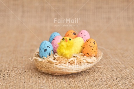 Fair Trade Photo Adjective, Animals, Chick, Colour, Easter, Egg, Food and alimentation, Horizontal, Nest, New baby, Object