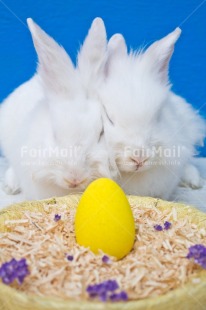 Fair Trade Photo Adjective, Animal, Animals, Blue, Colour, Easter, Egg, Food and alimentation, Nest, Object, Rabbit, Vertical, Yellow