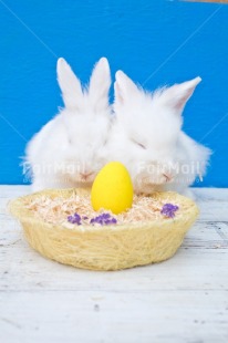 Fair Trade Photo Adjective, Animal, Animals, Blue, Colour, Easter, Egg, Food and alimentation, Nest, Object, Rabbit, Vertical, Yellow