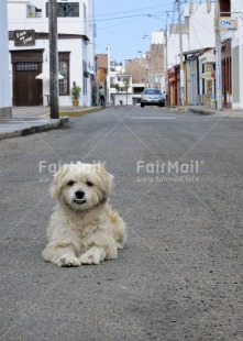 Fair Trade Photo Activity, Animals, Colour image, Cute, Day, Dog, Looking at camera, Outdoor, Peru, South America, Street, Streetlife, Vertical