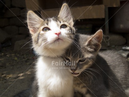 Fair Trade Photo Activity, Animals, Cat, Colour image, Cute, Day, Friendship, Gray, Horizontal, Hugging, Love, Outdoor, Peru, South America, White