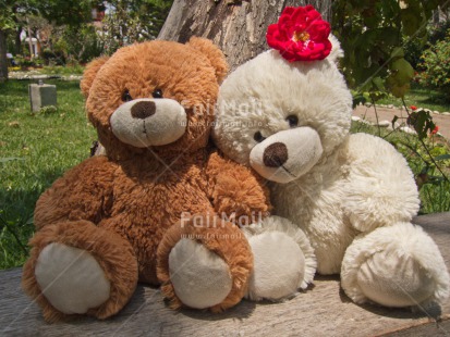 Fair Trade Photo Flower, Friendship, Horizontal, Love, Marriage, Peru, South America, Teddybear, Together, Valentines day, Wedding