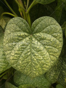Fair Trade Photo Green, Heart, Leaf, Love, Nature, Plant, Valentines day, Vertical