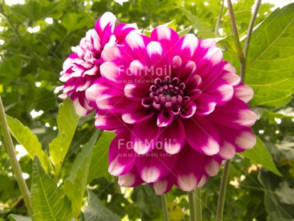 Fair Trade Photo Closeup, Day, Flower, Green, Horizontal, Nature, Outdoor, Pink