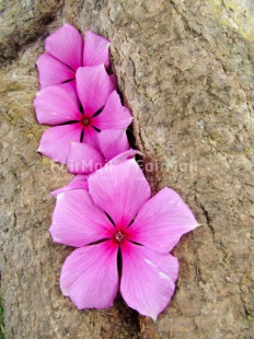 Fair Trade Photo Closeup, Colour image, Flower, Peru, Pink, South America, Tree, Vertical, Wood