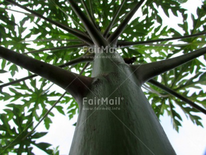 Fair Trade Photo Colour image, Environment, Green, Growth, Horizontal, Leaf, Low angle view, Peru, South America, Tree