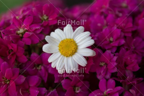 Fair Trade Photo Closeup, Colour image, Flower, Mothers day, Peru, Pink, South America, White