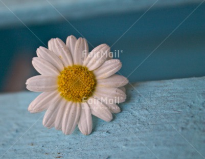 Fair Trade Photo Blue, Closeup, Colour image, Condolence-Sympathy, Flower, Mothers day, Peru, South America, White, Yellow