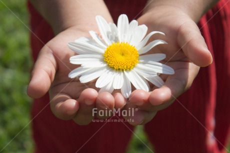 Fair Trade Photo Activity, Closeup, Colour image, Flower, Giving, Hand, Mothers day, One girl, People, Peru, South America, White, Yellow