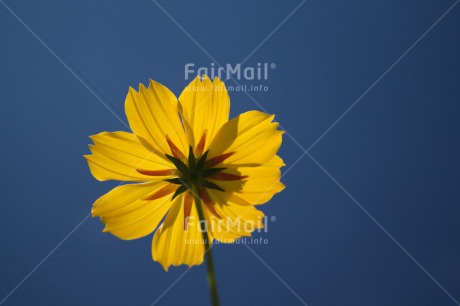 Fair Trade Photo Blue, Closeup, Colour image, Flower, Peru, Sky, South America, Yellow