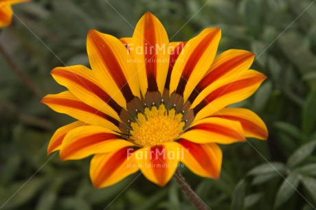 Fair Trade Photo Closeup, Colour image, Flower, Peru, Red, South America, Yellow