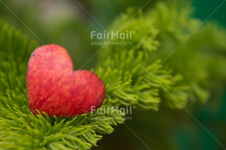 Fair Trade Photo Apple, Christmas, Closeup, Colour image, Food and alimentation, Fruits, Green, Heart, Love, Peru, Red, South America, Tree