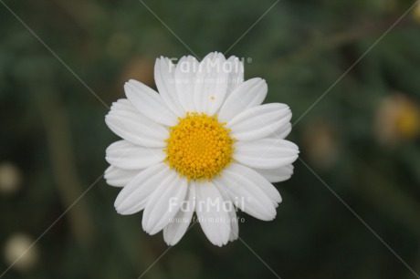 Fair Trade Photo Closeup, Colour image, Flower, Peru, South America, White, Yellow