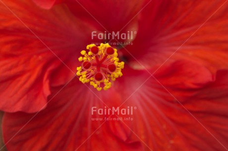 Fair Trade Photo Closeup, Colour image, Flower, Peru, Red, South America, Yellow
