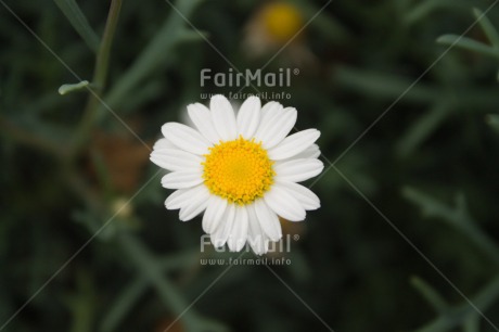 Fair Trade Photo Closeup, Colour image, Flower, Peru, South America, White, Yellow
