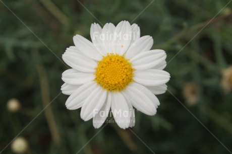 Fair Trade Photo Closeup, Colour image, Flower, Peru, South America, White, Yellow