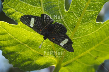 Fair Trade Photo Black, Butterfly, Closeup, Day, Environment, Green, Horizontal, Leaf, Nature, Outdoor, Peru, Plant, South America, Sustainability