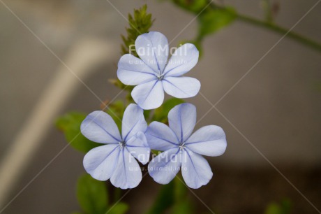 Fair Trade Photo Colour image, Flower, Horizontal, Peru, South America