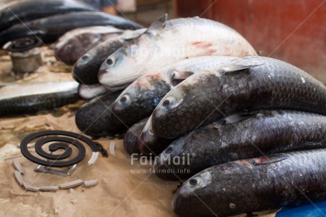 Fair Trade Photo Animals, Closeup, Colour image, Fish, Fisheries, Food and alimentation, Horizontal, Market, Peru, South America