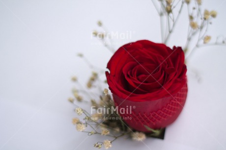 Fair Trade Photo Colour image, Condolence-Sympathy, Flower, Horizontal, Marriage, Mothers day, Peru, Rose, South America, Wedding