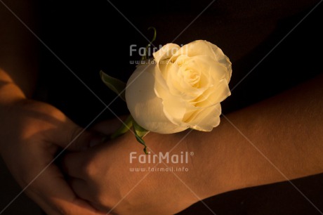 Fair Trade Photo Activity, Closeup, Colour image, Condolence-Sympathy, Giving, Hand, Horizontal, Peru, Rose, Shooting style, South America, Thinking of you, White