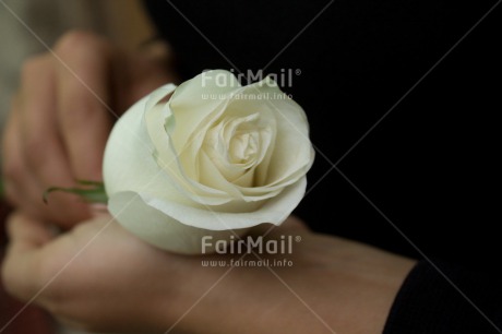 Fair Trade Photo Activity, Closeup, Colour image, Condolence-Sympathy, Giving, Hand, Horizontal, Peru, Rose, Shooting style, South America, Thinking of you, White