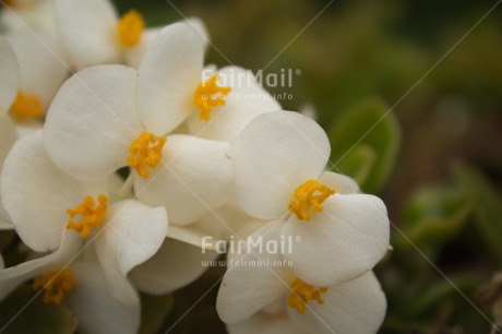 Fair Trade Photo Closeup, Colour image, Flower, Horizontal, Peru, Shooting style, South America, White, Wood, Yellow