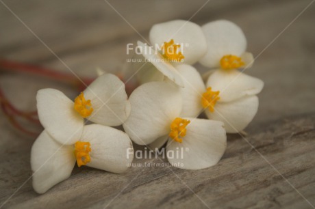 Fair Trade Photo Closeup, Colour image, Flower, Horizontal, Peru, Shooting style, South America, White, Wood, Yellow